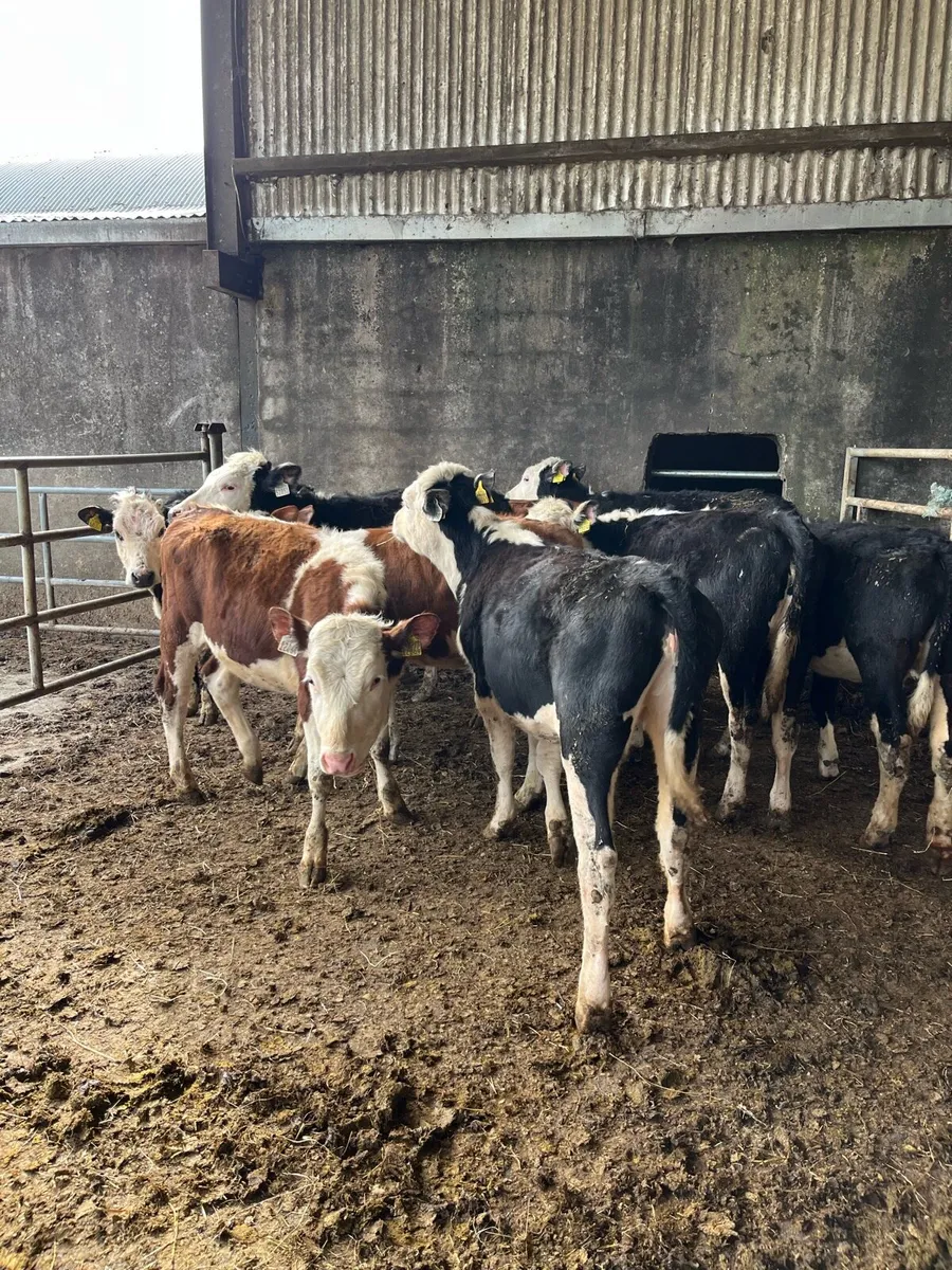 10 Hereford heifer weanlings 250kg - Image 2