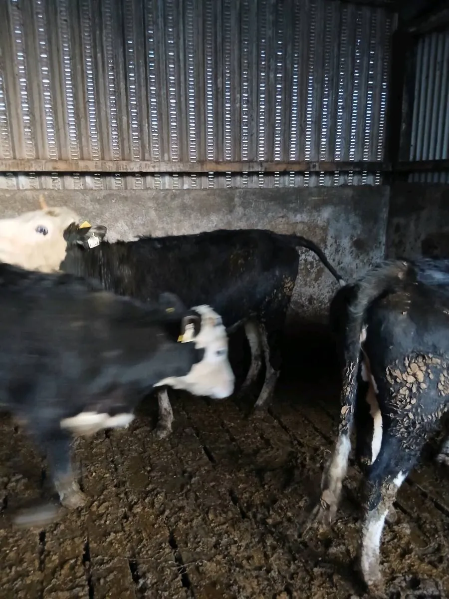 3 black white head heifers - Image 4