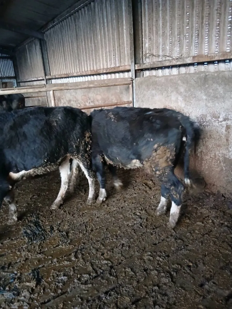3 black white head heifers - Image 1