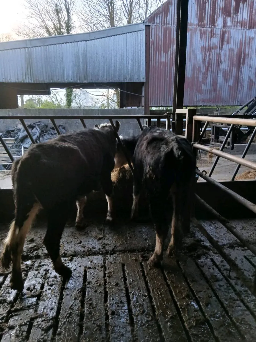 3 black white head heifers - Image 2