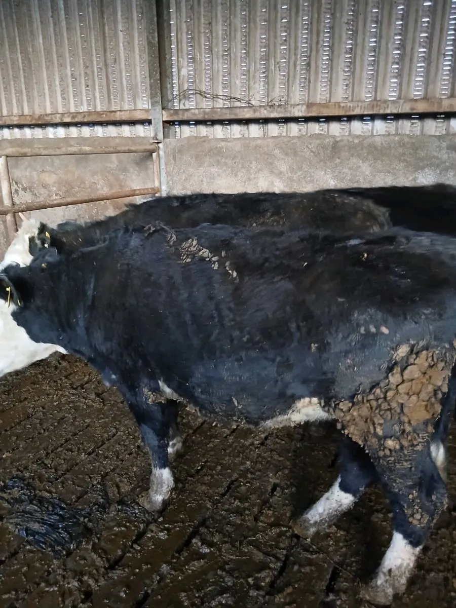3 black white head heifers - Image 3