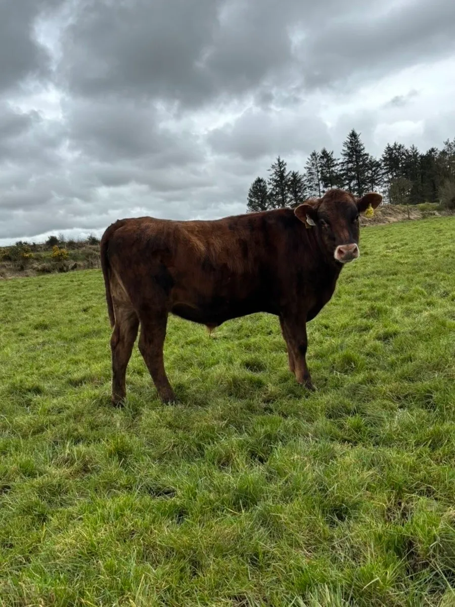 Vasectomised Bull - Image 1