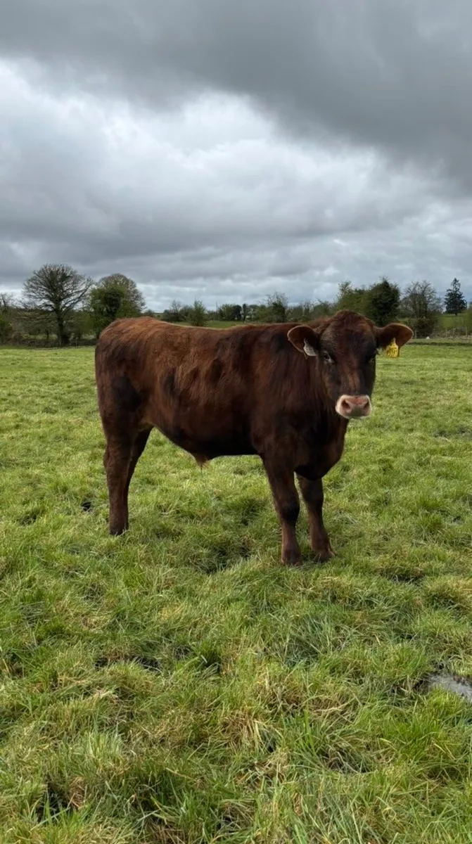 Vasectomised Bull - Image 2