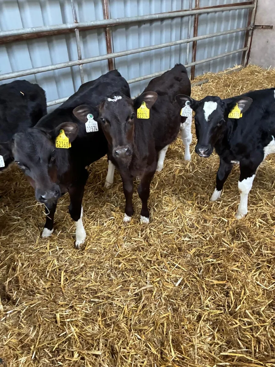 Heifer calves
