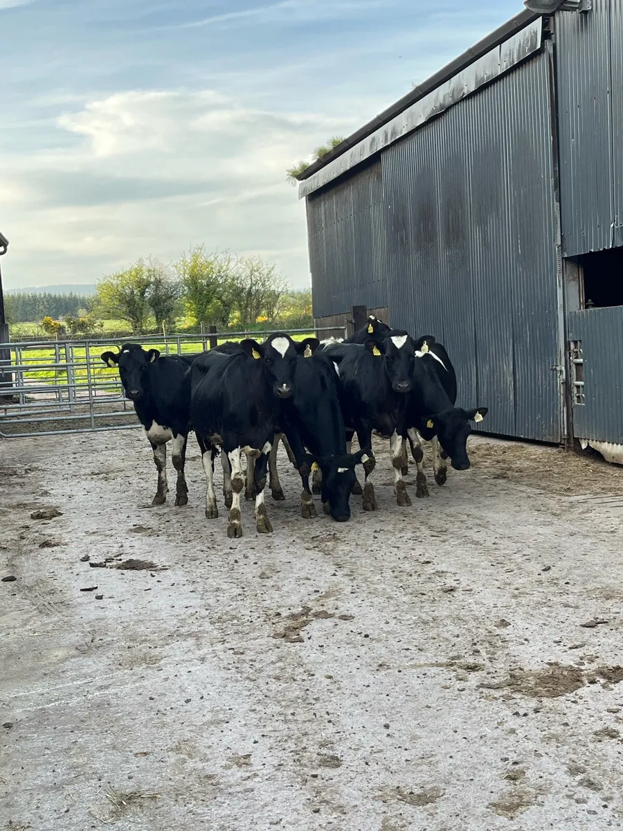 Top quality breeding heifers - Image 1