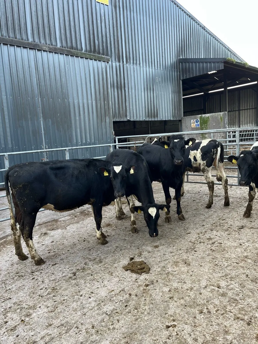 Top quality breeding heifers - Image 3