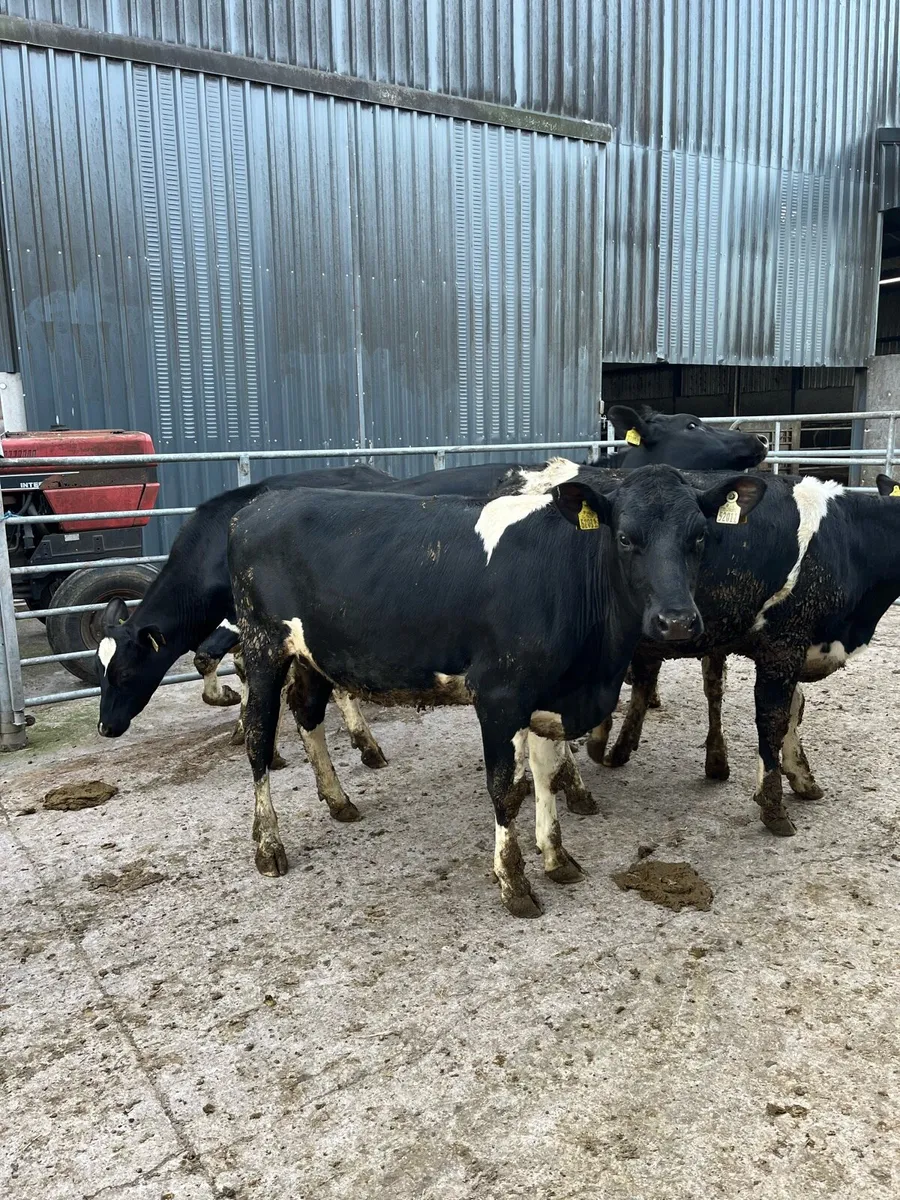 Top quality breeding heifers - Image 4
