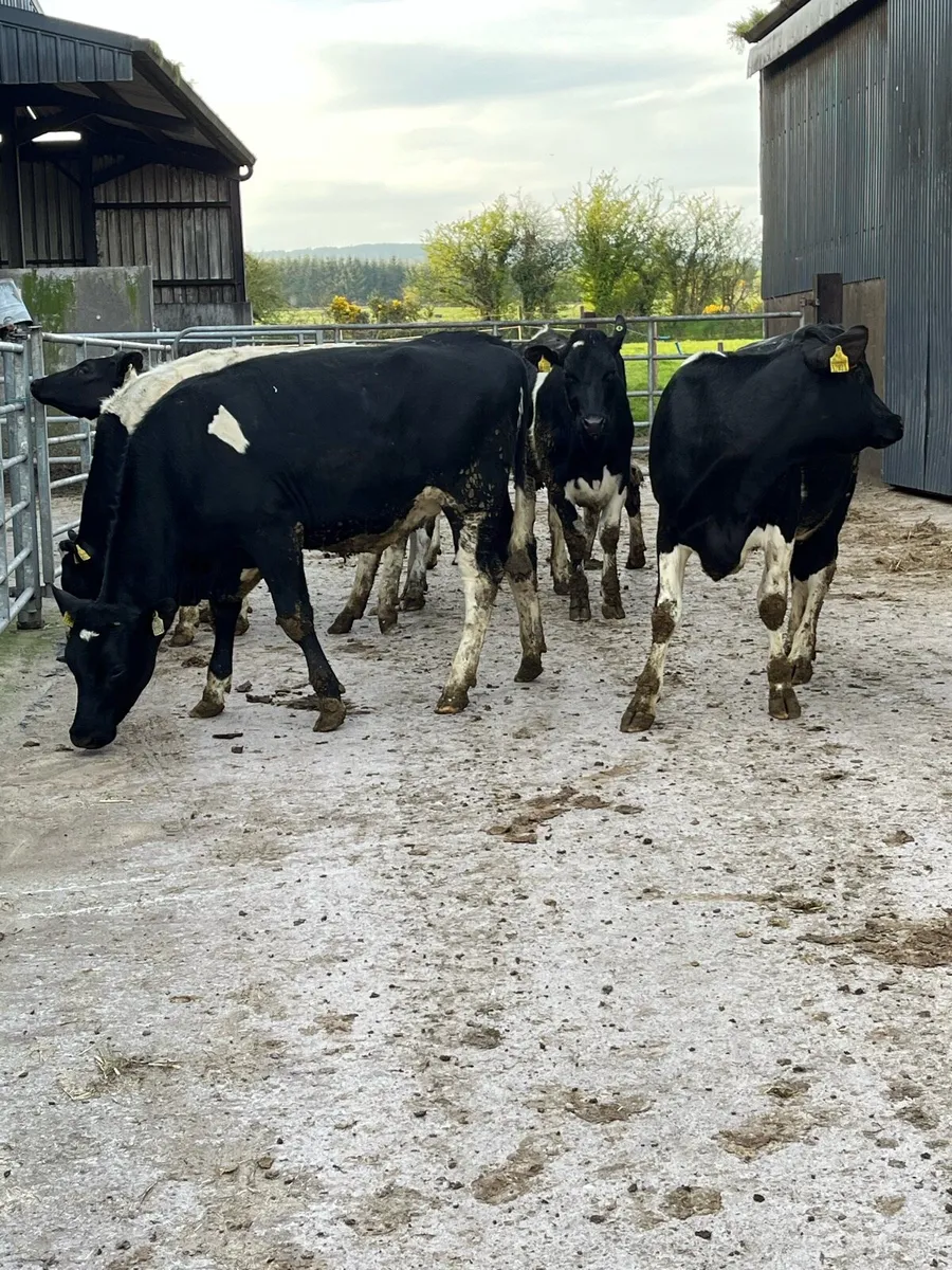 Top quality breeding heifers - Image 2
