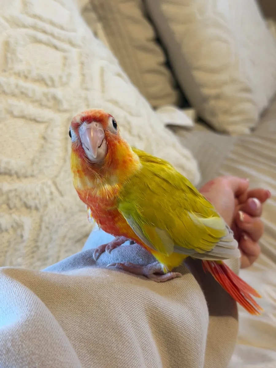 Hand-Reared Conures - Image 1