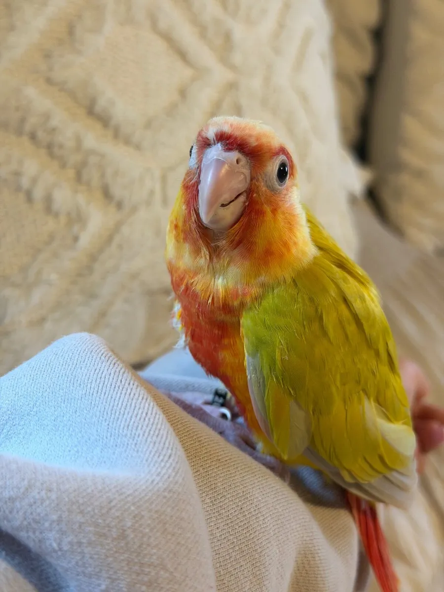 Hand-Reared Conures - Image 2