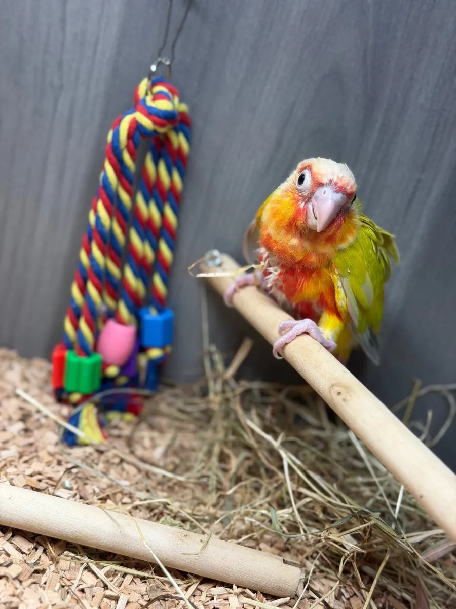 Hand-Reared Conures - Image 3