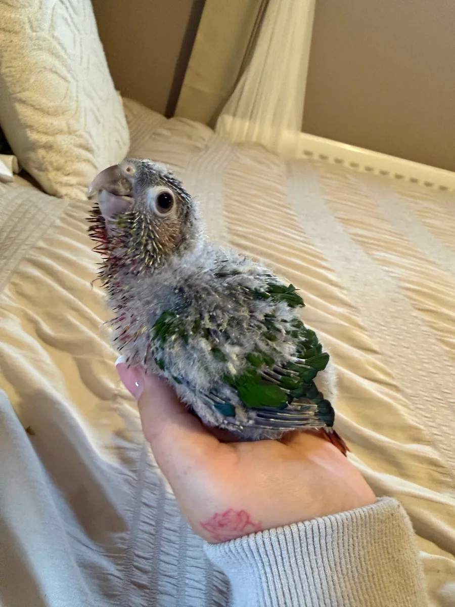 Hand-Reared Conures - Image 4