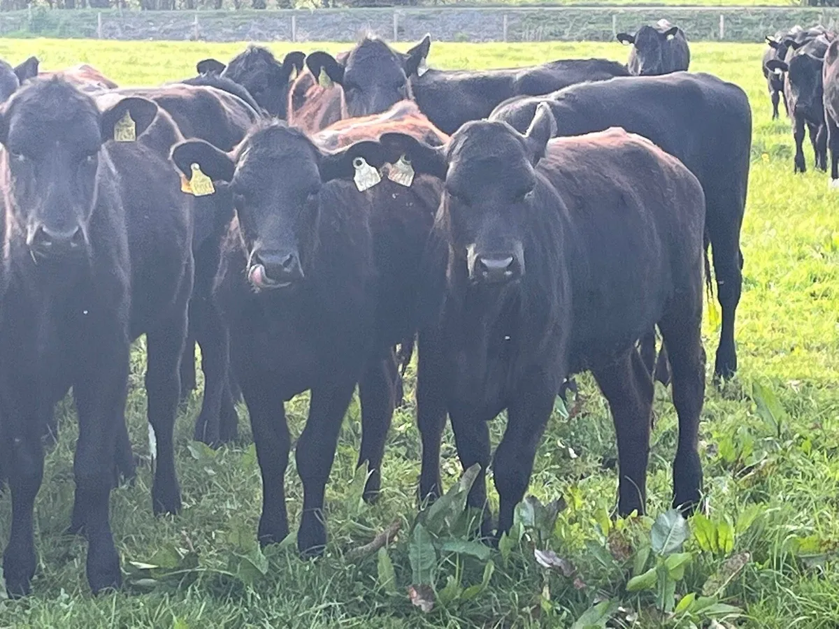 AA Heifers - Image 1