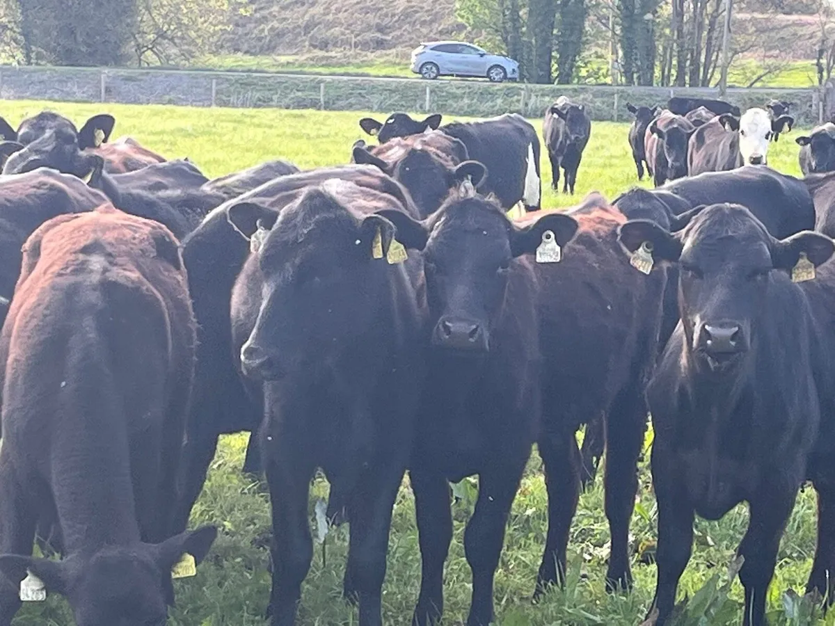 AA Heifers - Image 2