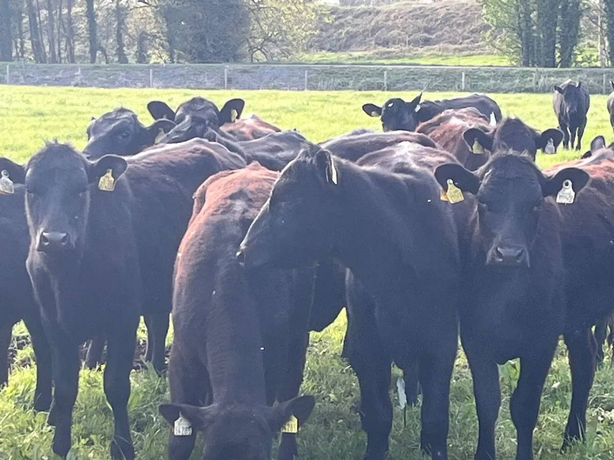 AA Heifers - Image 3