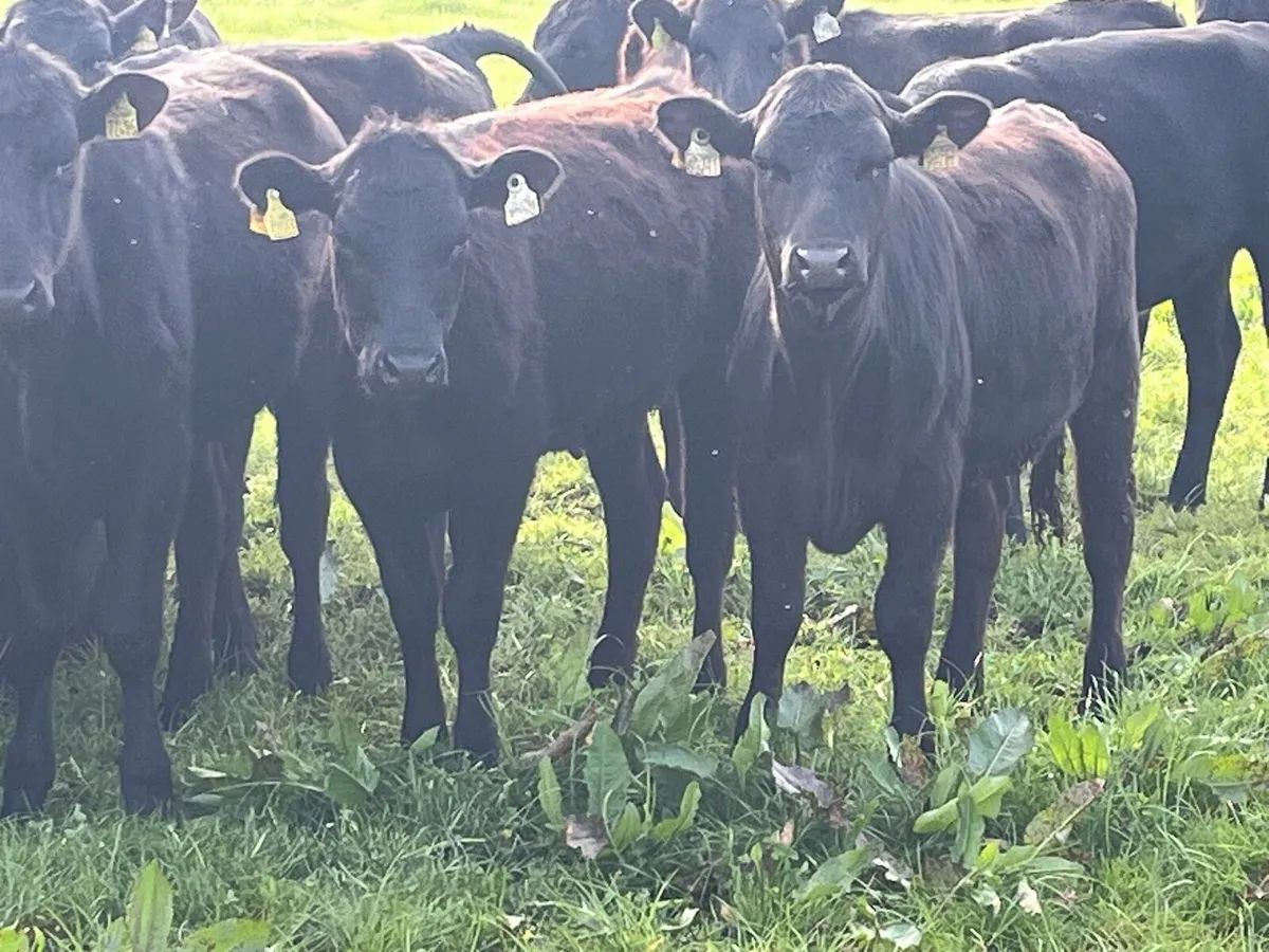 AA Heifers - Image 4