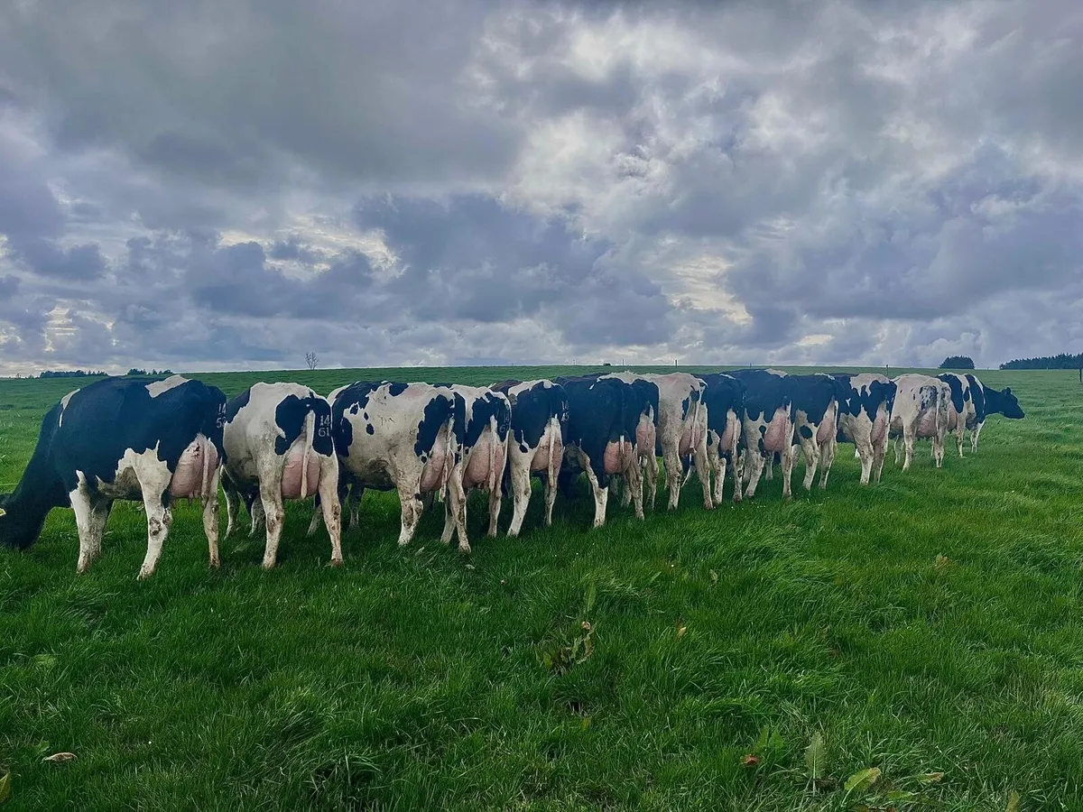 Dairy CLEARANCE SALE Cork Marts Corrin Friday 24th - Image 1