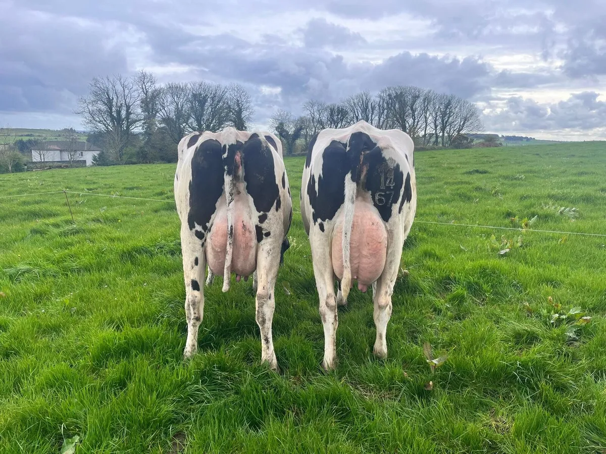 Dairy CLEARANCE SALE Cork Marts Corrin Friday 24th - Image 2