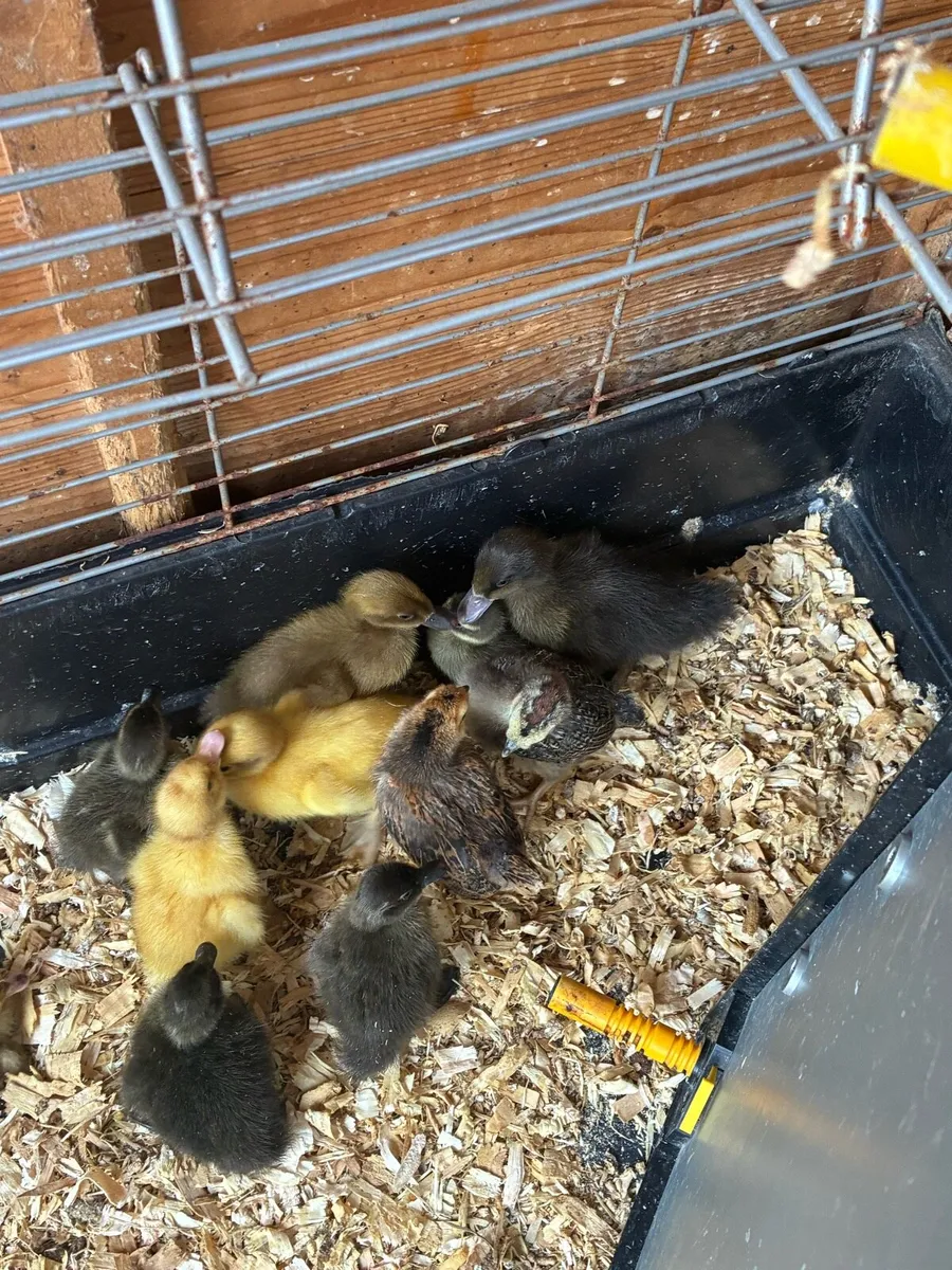 Ducklings - Image 1