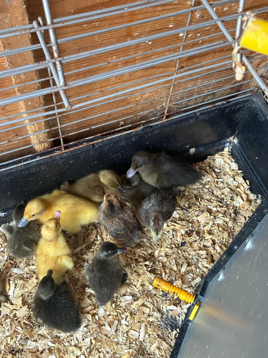 Ducklings - Image 2