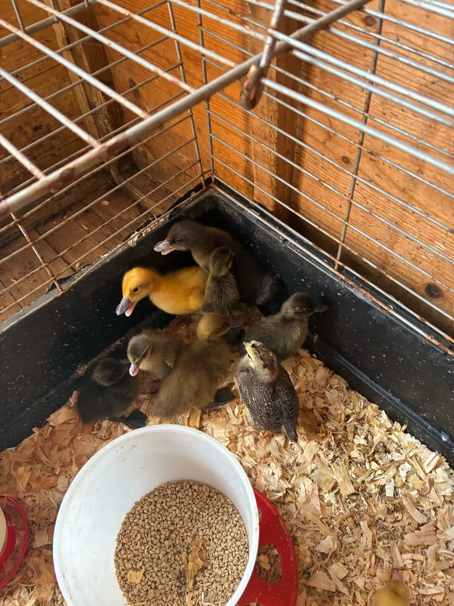Ducklings - Image 3