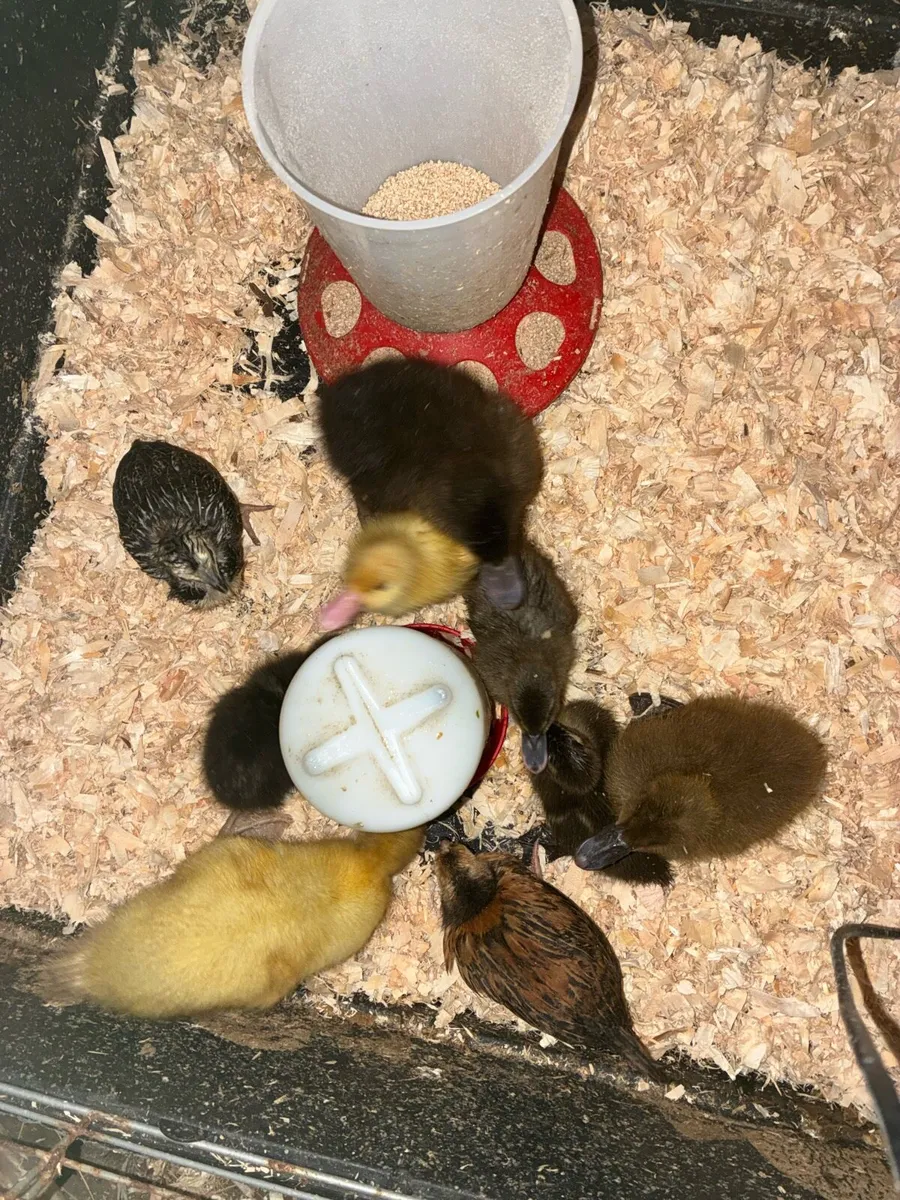 Ducklings - Image 4