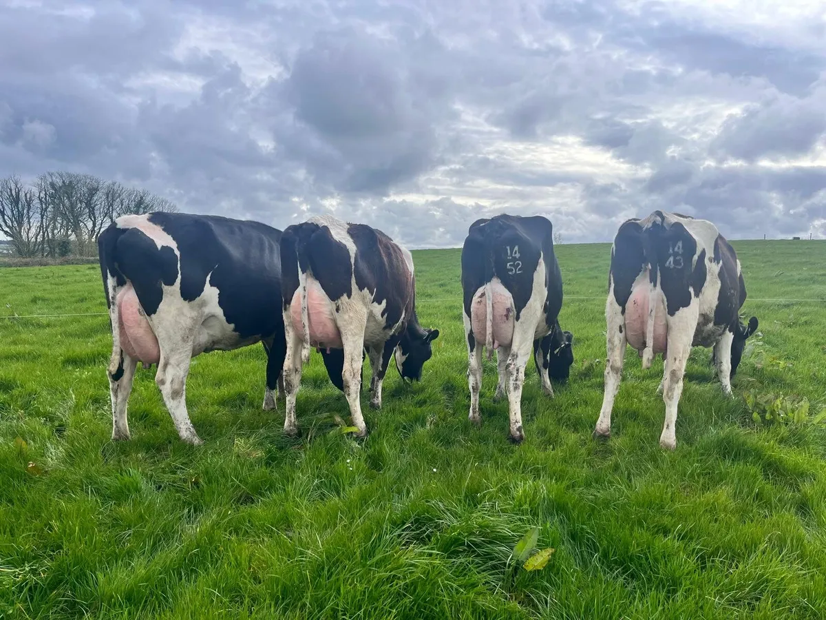 Dairy CLEARANCE SALE Cork Marts Corrin Friday 24th - Image 3