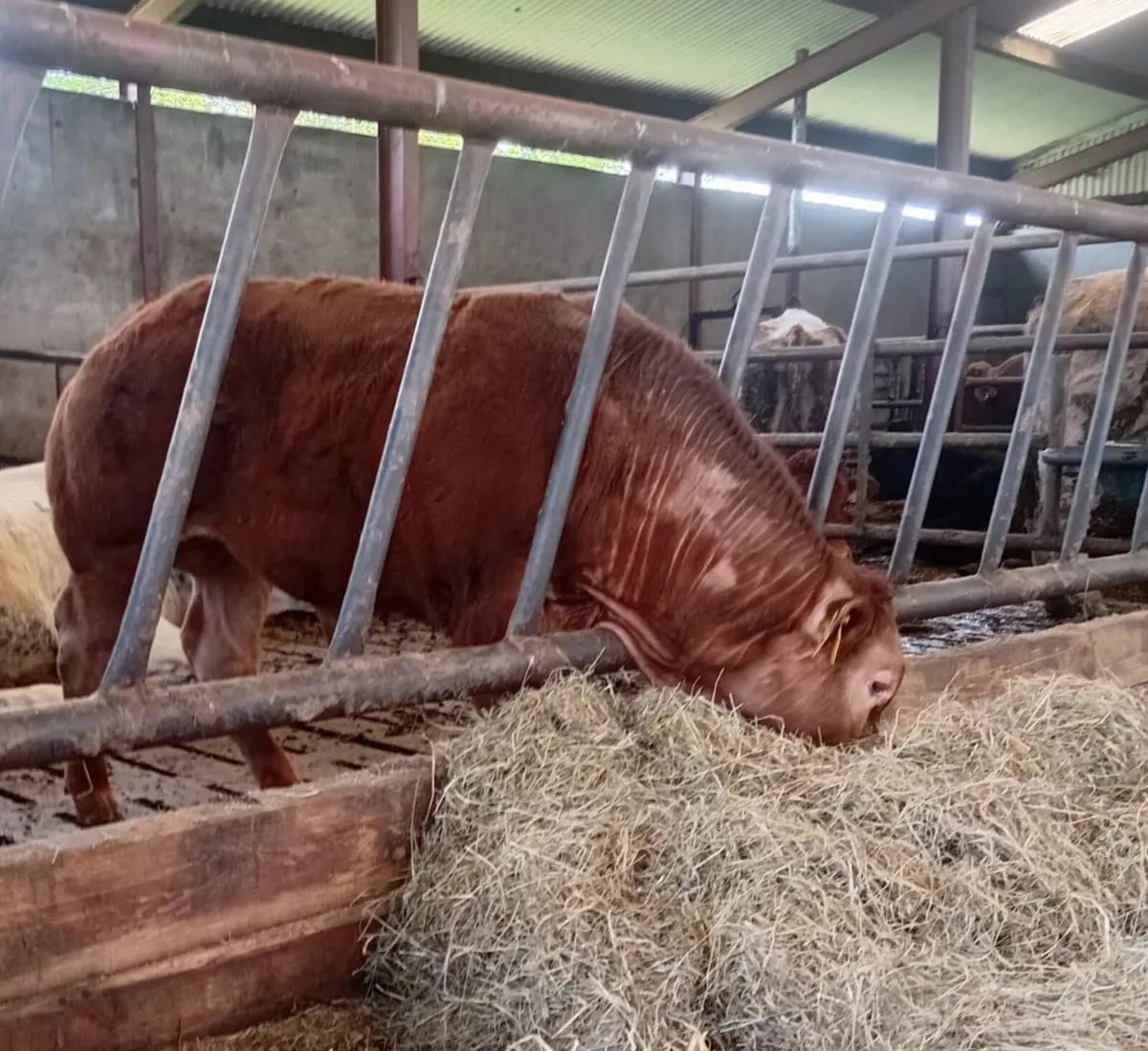 Limousine Bull Calf (7-8 months old) - Image 1