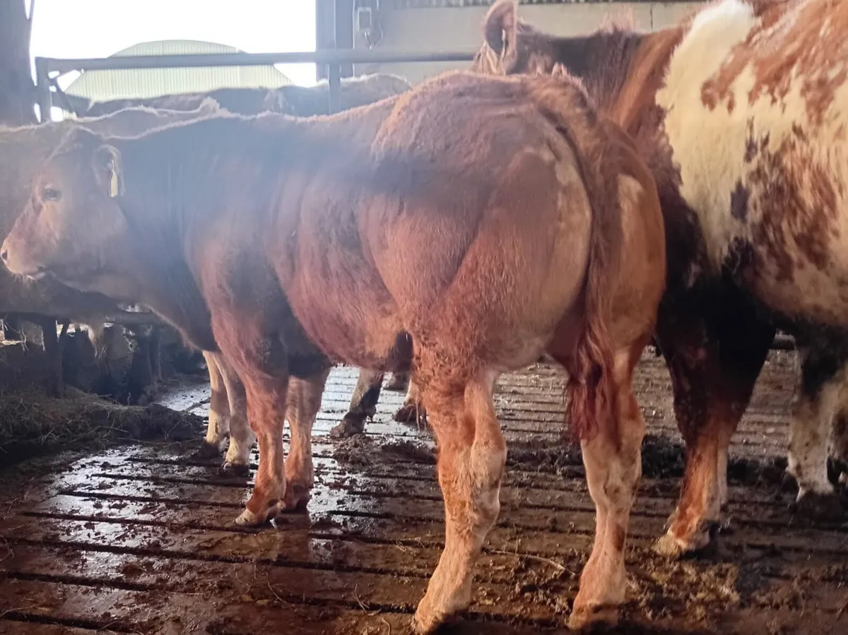 Limousine Bull Calf (7-8 months old) - Image 2