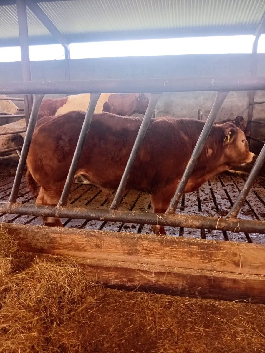 Limousine Bull Calf (7-8 months old) - Image 4