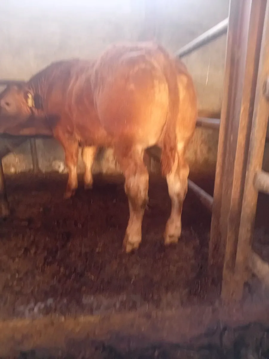 Limousine Bull Calf (7-8 months old) - Image 3