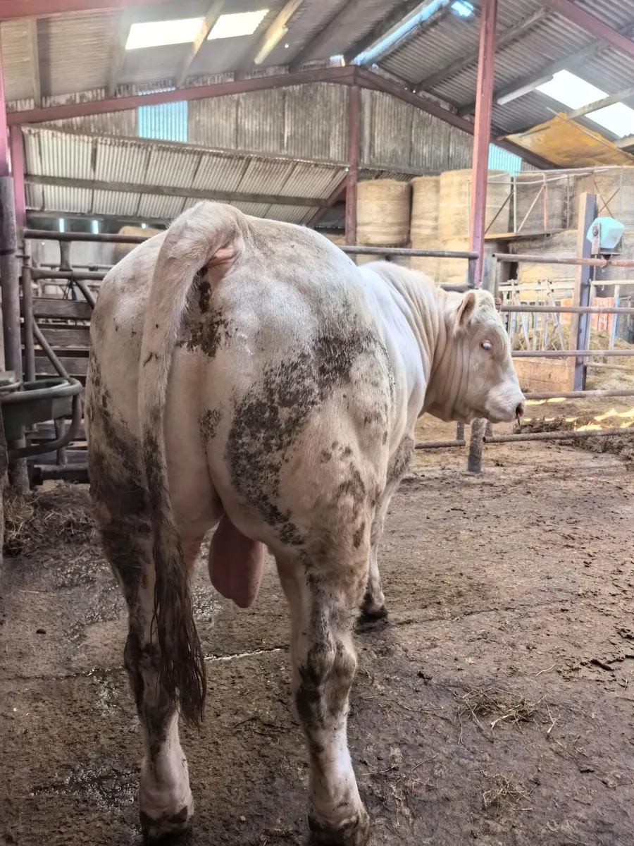 Pedigree Charolais Bull - Image 2