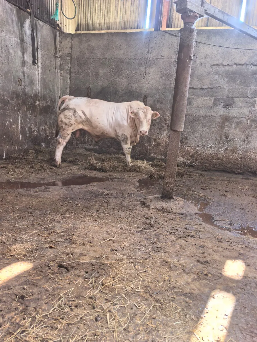 Pedigree Charolais Bull - Image 3