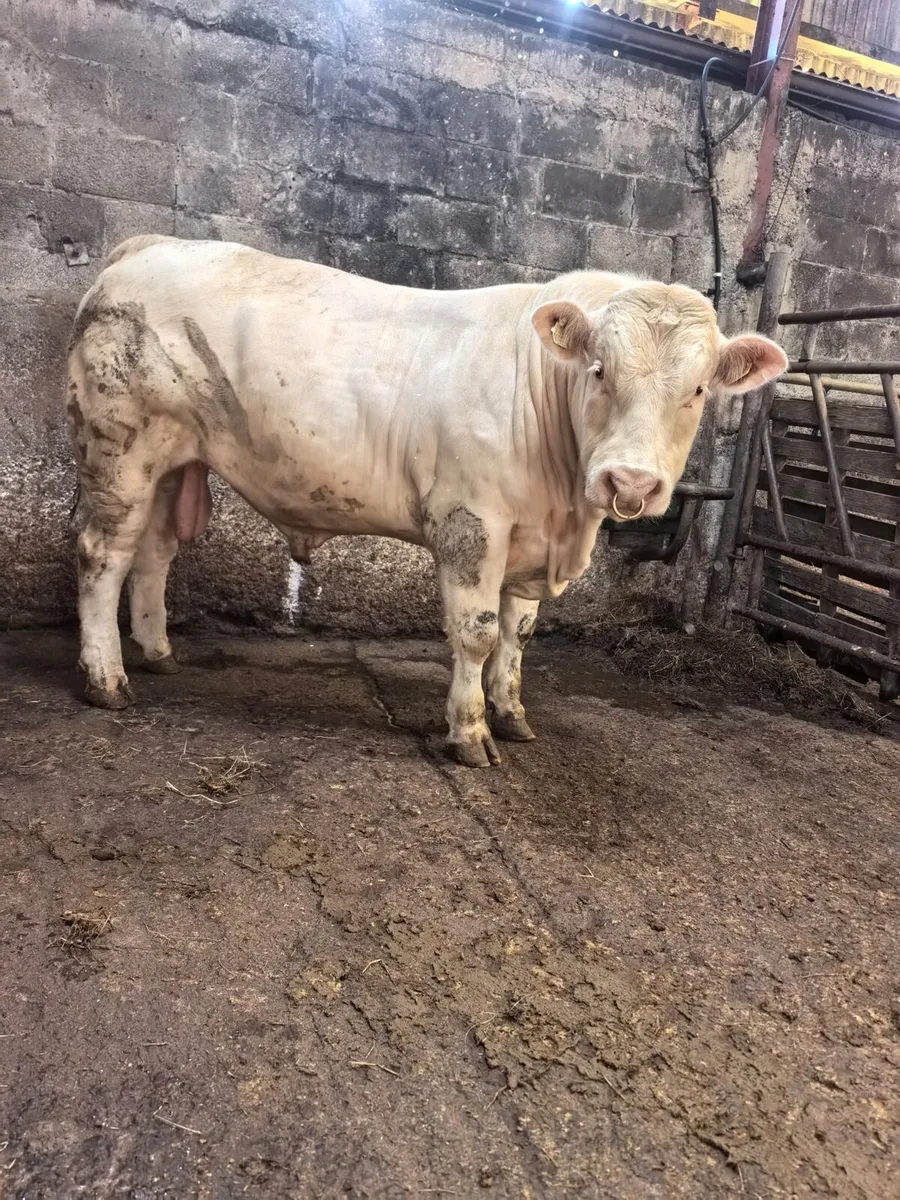 Pedigree Charolais Bull - Image 1
