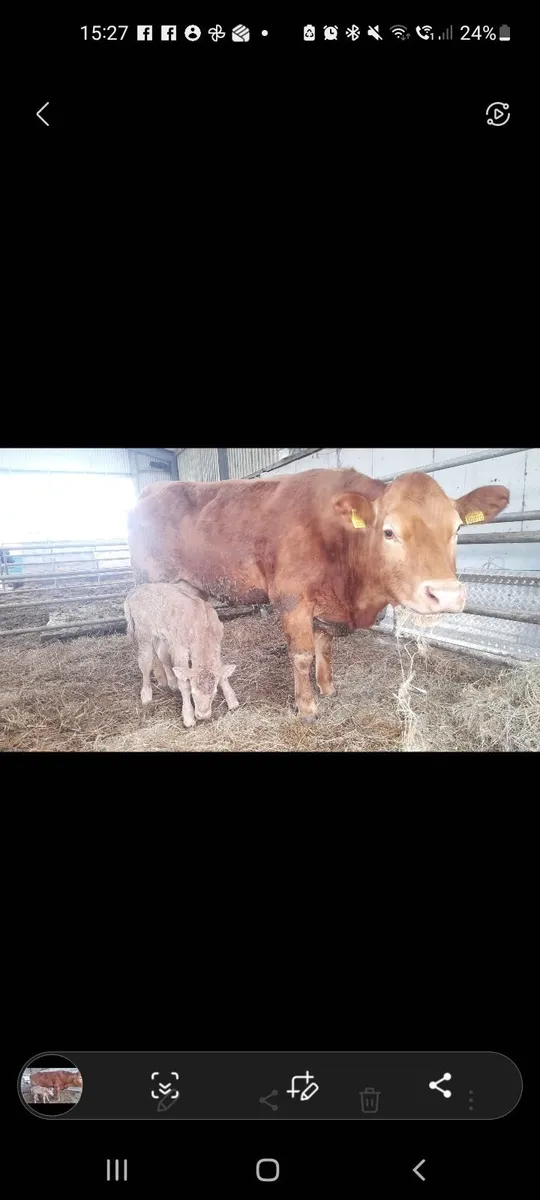 Cow and calf - Image 2