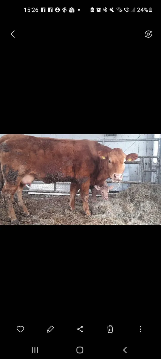 Cow and calf - Image 3