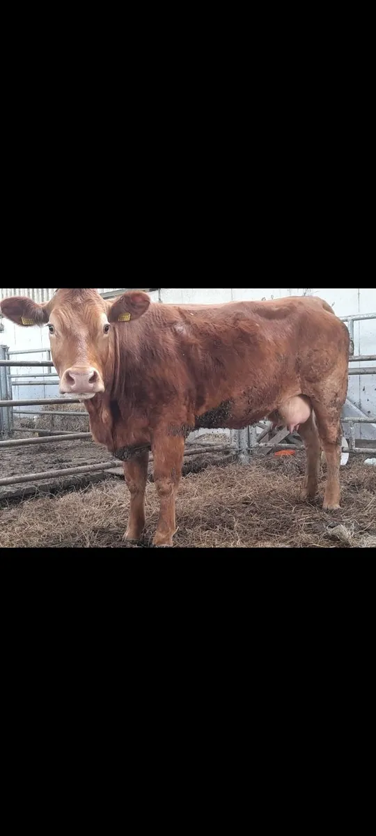 Cow and calf - Image 4