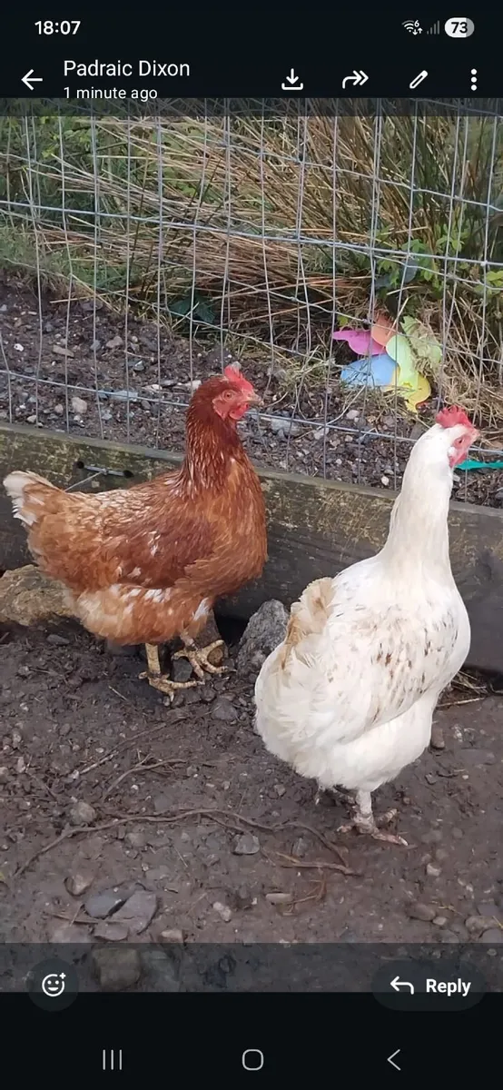 Point of Lay Young Hens & Hatching Eggs - Image 1