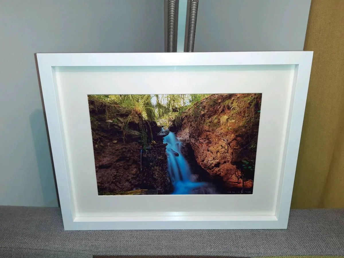 Curragh Woods - Image 2