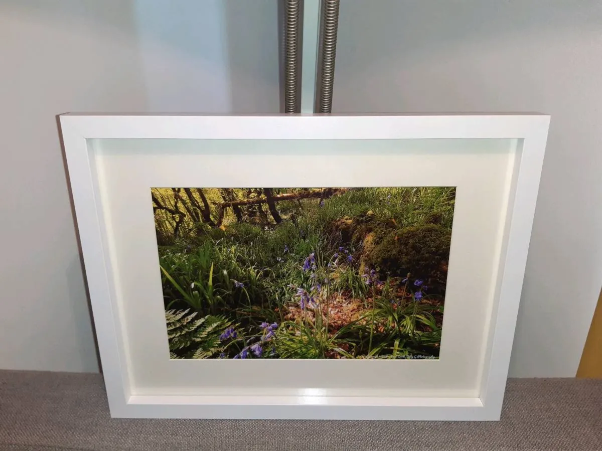 Curragh Woods - Image 4