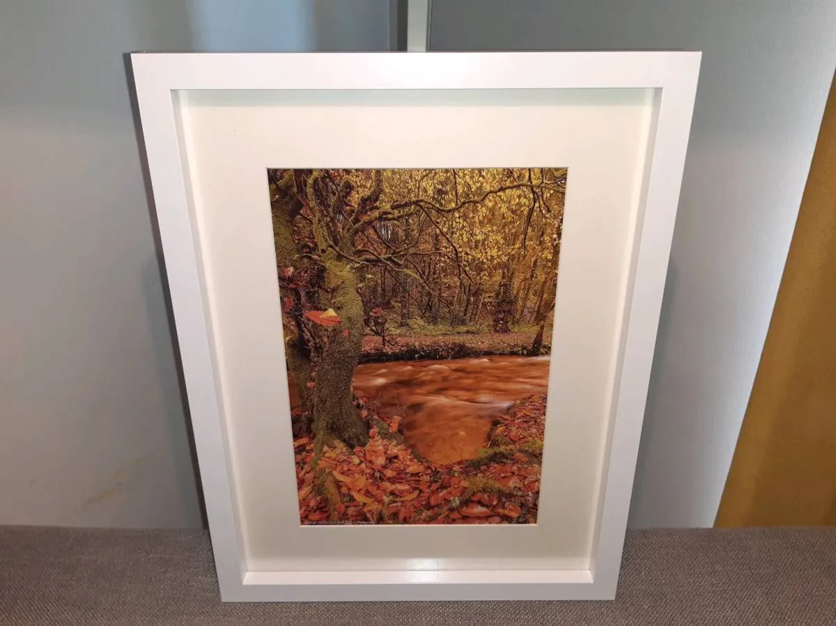 Curragh Woods - Image 1