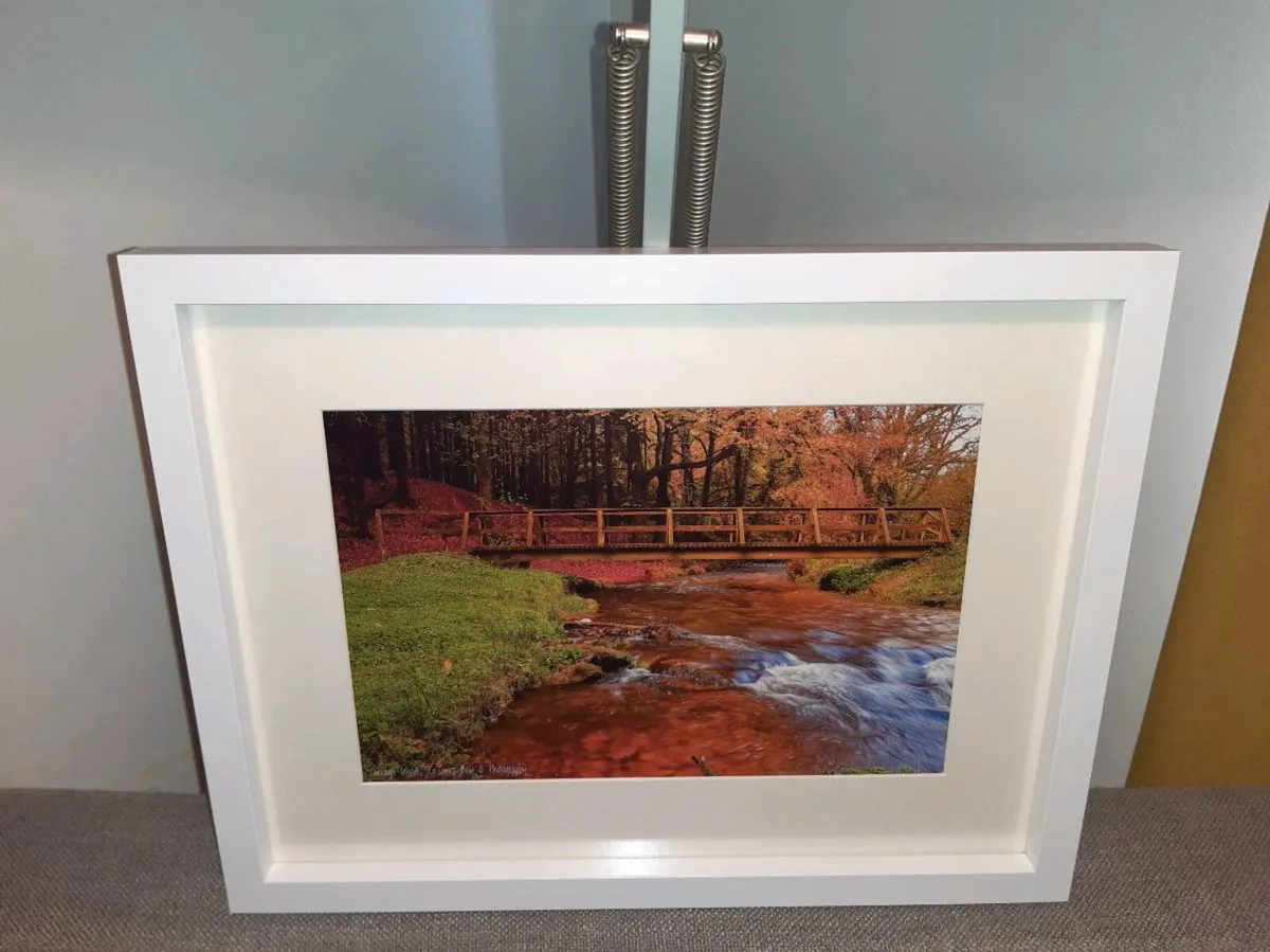 Curragh Woods - Image 3