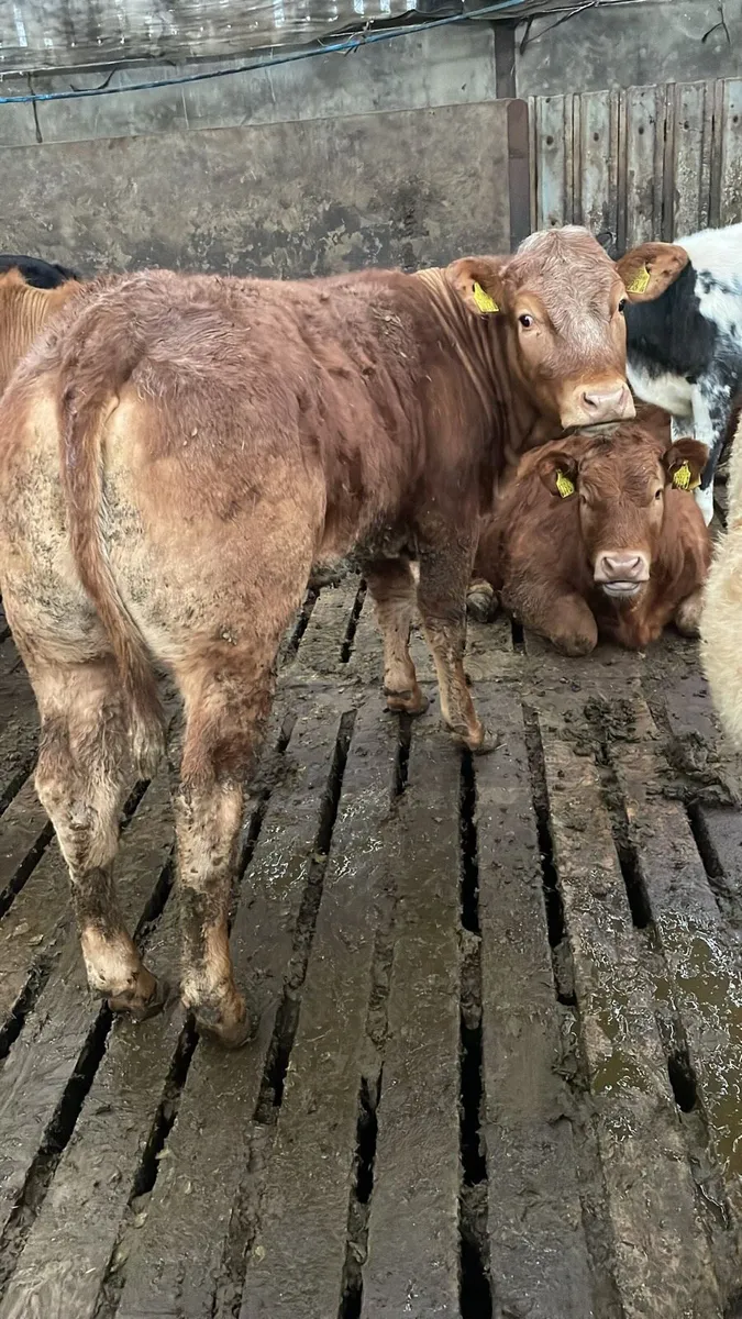 4 coloured beauties for sale - Image 4