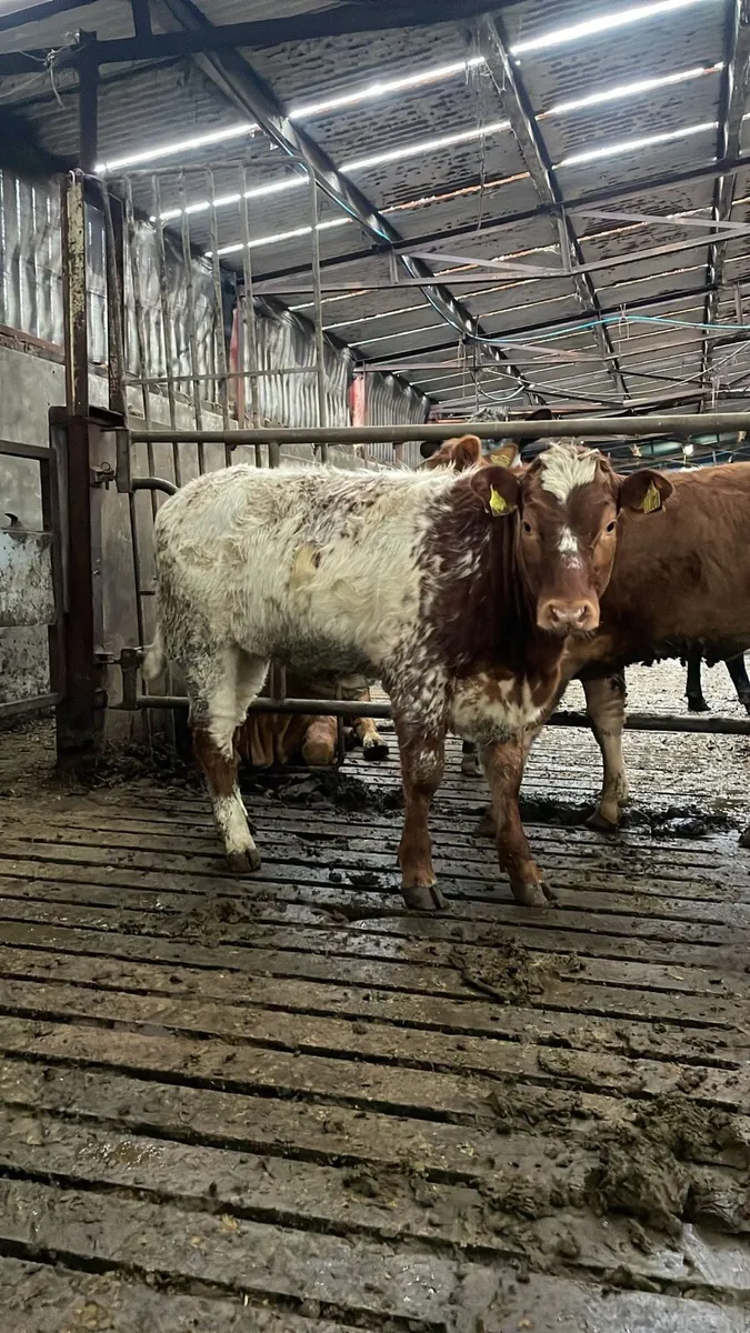 4 coloured beauties for sale - Image 1