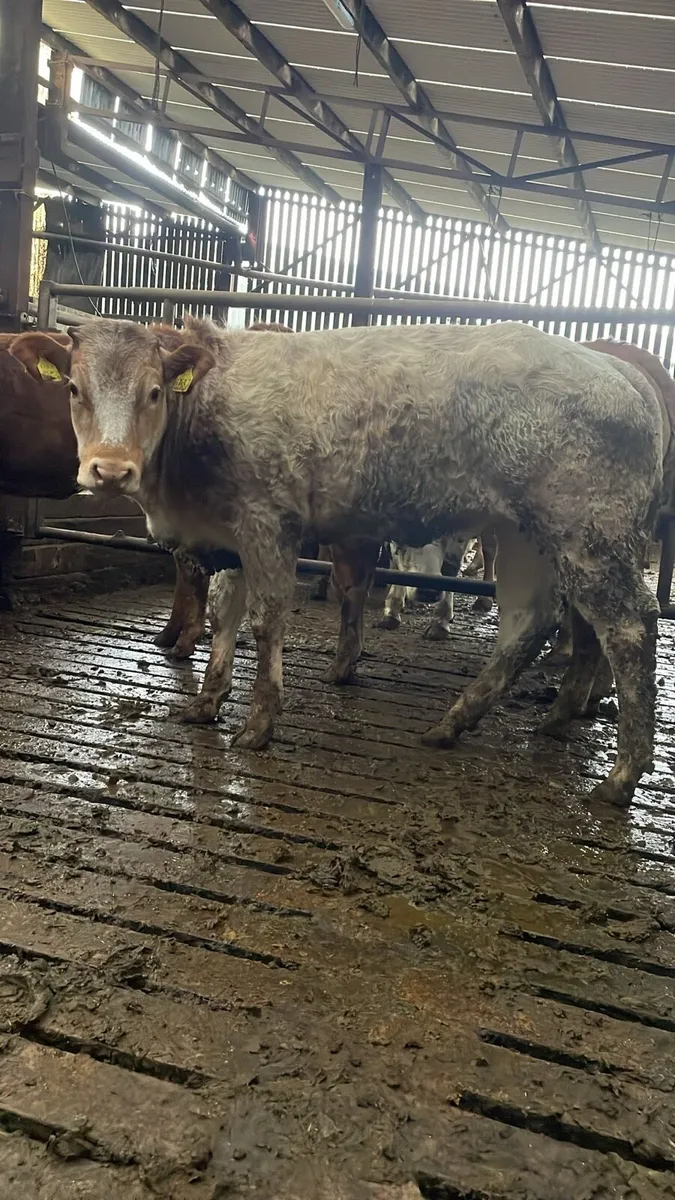 4 coloured beauties for sale - Image 2