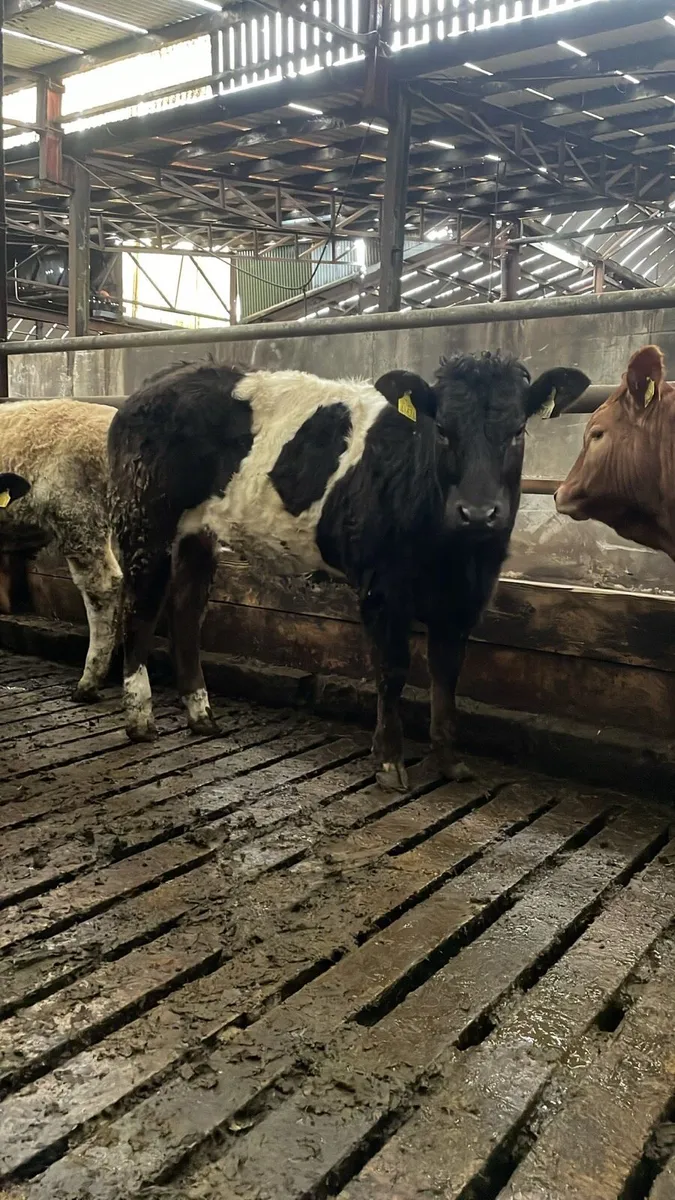 4 coloured beauties for sale - Image 3