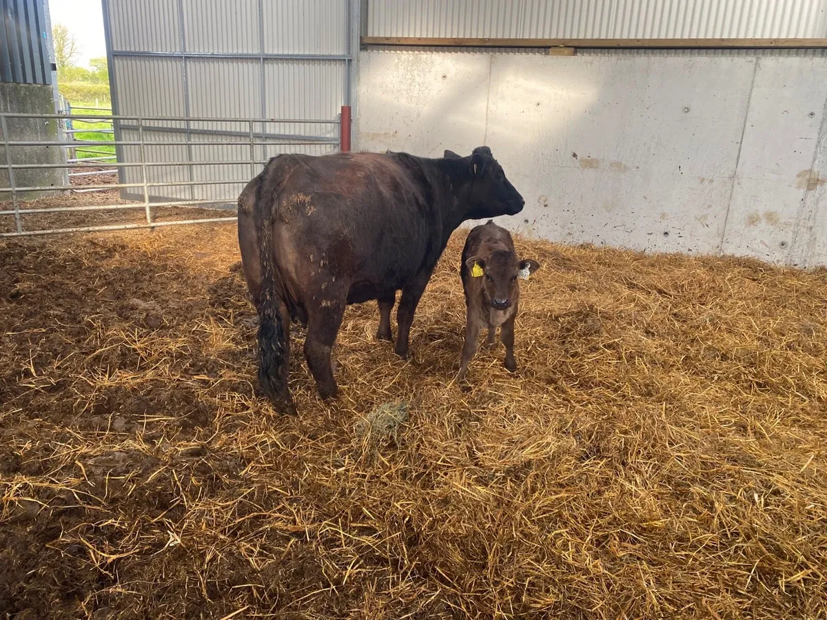 Cow css as of - Image 2