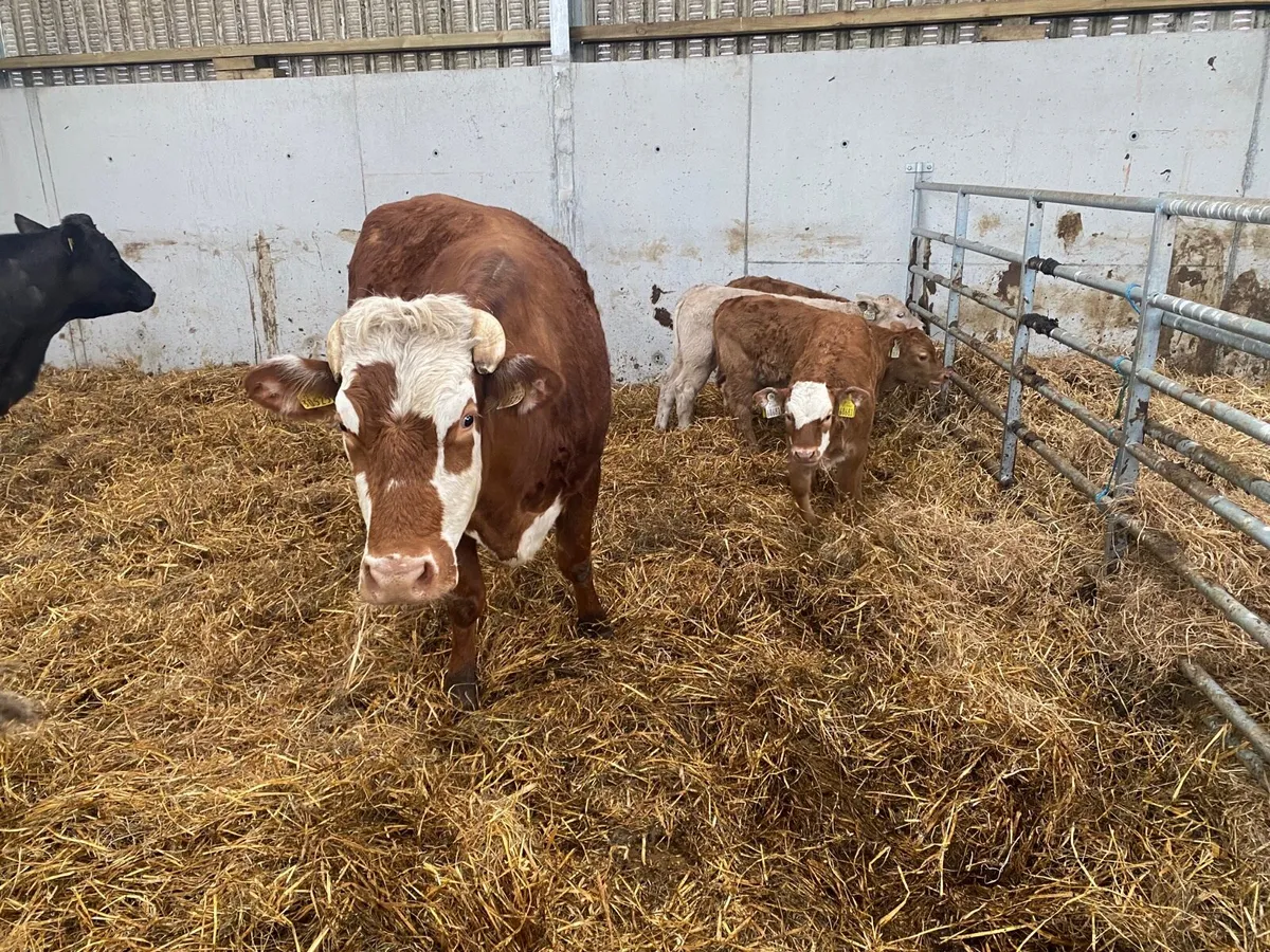 Cow css as of - Image 3