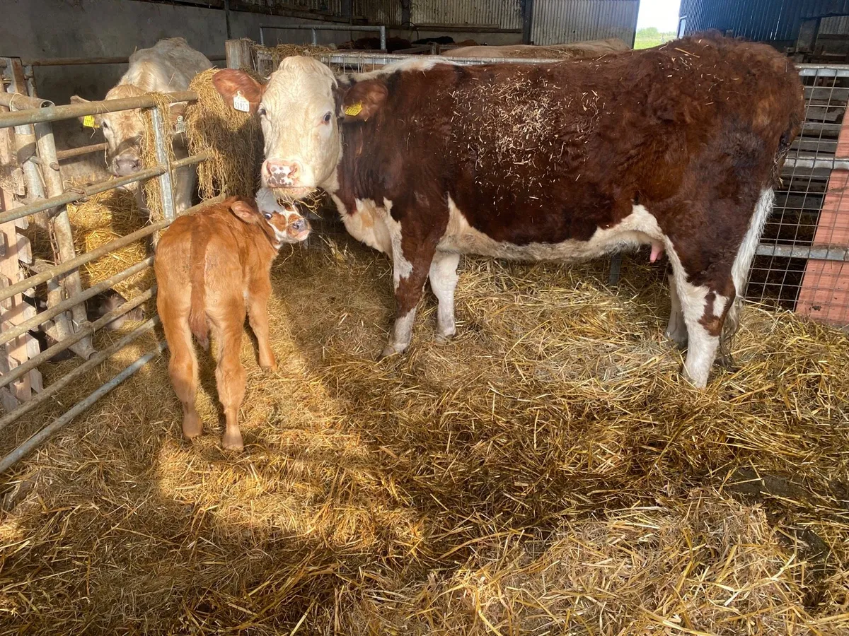 Cow css as of - Image 1