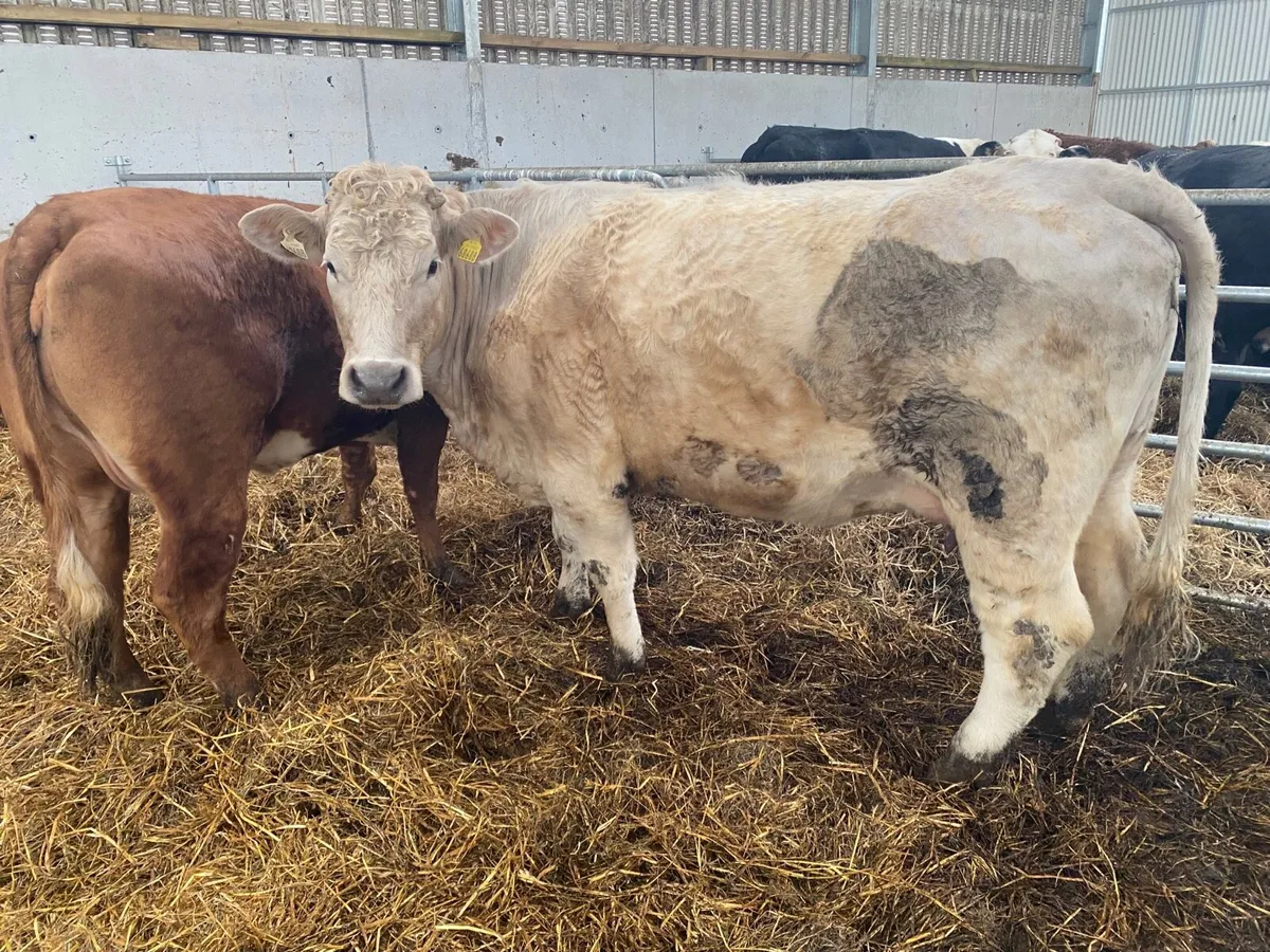 Cow css as of - Image 4